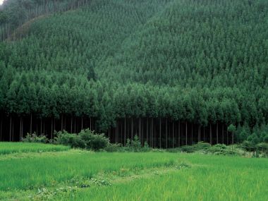 日本乡村翠绿稻田与连片杉树林自然风光