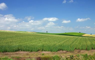 日本北海道夏日青麦田田园风光