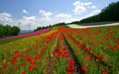 日本北海道富良野夏日七彩虞美人花田风光