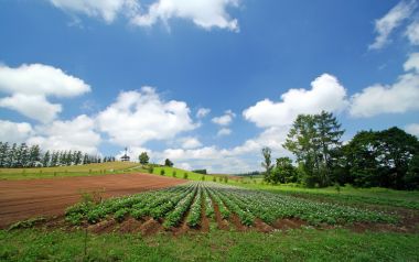 日本北海道夏季田园风光