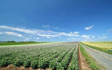 日本北海道夏日田园马铃薯花田风光