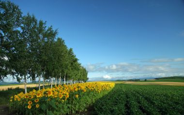 日本北海道夏季向日葵田园风光