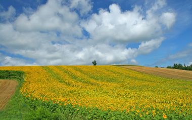 日本北海道夏日向日葵花田丘陵风光