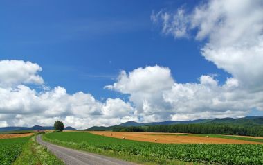 日本北海道夏日晴朗田野乡间公路自然风光