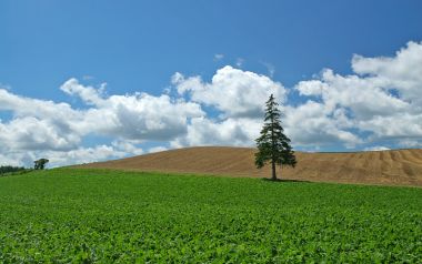 日本北海道美瑛孤松田园夏日风光