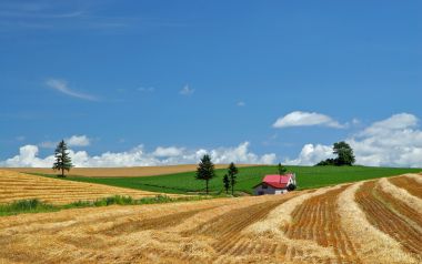 日本北海道夏季田园麦田风光