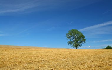 Japan Hokkaido Golden Field Lone Tree Summer Landscape