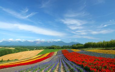 日本北海道富良野七彩花田夏季全景风光