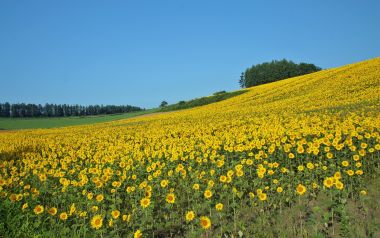 日本北海道夏日向日葵花田全景