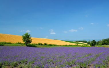 日本北海道夏日薰衣草花田郊野风光