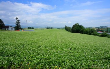 Japan Hokkaido Summer Buckwheat Field Rural Landscape