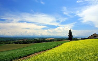 日本北海道夏日田园油菜花田风光