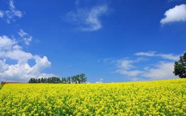 日本北海道夏日油菜花田晴空田园风光