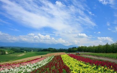 日本北海道富良野彩色花田夏日田园风光