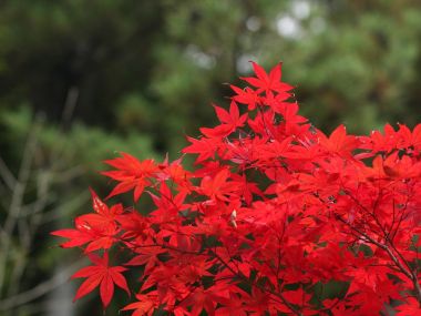 日本六甲山秋日红枫叶特写