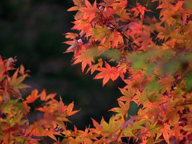 日本六甲山秋日红枫特写