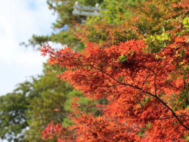 日本六甲山秋日红枫自然风光