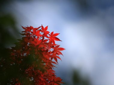 日本六甲山秋日红枫叶特写