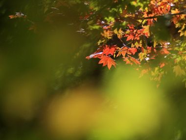日本六甲山秋日红叶枫叶特写风光