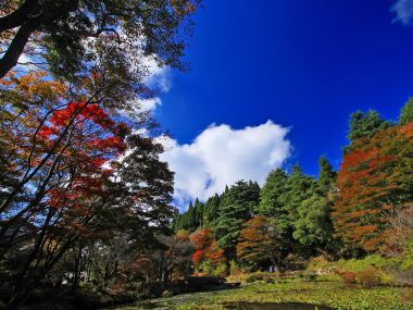 日本六甲山秋日红叶山林风光