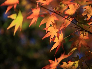 日本六甲山秋日逆光枫叶特写
