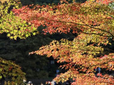 日本六甲山秋日枫叶红叶风光