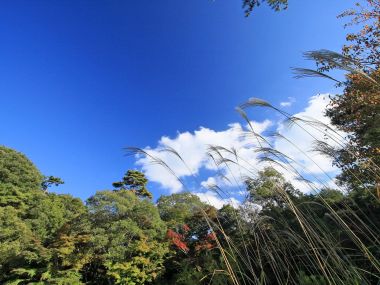 日本六甲山秋季晴日芒草山林风光