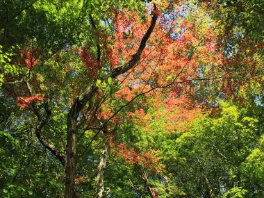 日本六甲山秋日红叶仰拍风景