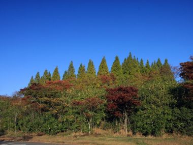 日本六甲山秋日山林风光