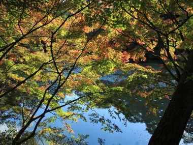 日本六甲山秋日枫叶湖景