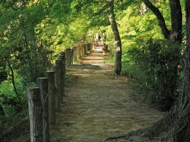 日本六甲山夏日林间步道自然风景