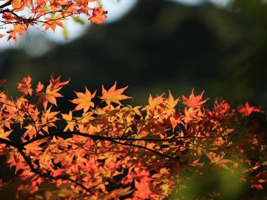 日本六甲山秋日红枫风光