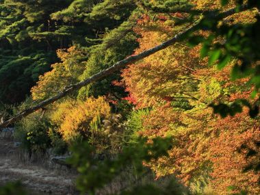 日本六甲山秋日红叶山林风光