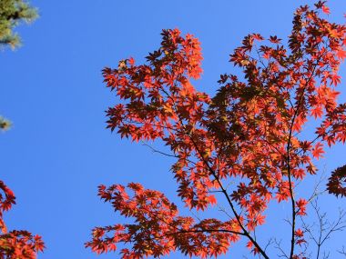 日本六甲山秋日红枫晴空风光