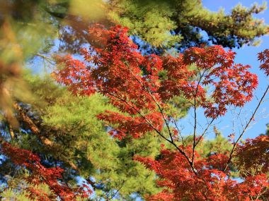 日本六甲山秋季红枫自然风光