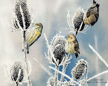 Susan Bourdet 冬日霜花鸣禽水彩插画