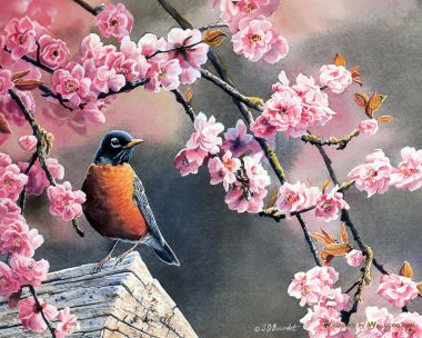 Susan Bourdet 春日樱花知更鸟水彩插画壁纸