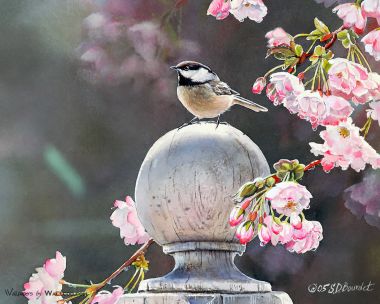 Susan Bourdet Watercolor Black Capped Chickadee Cherry Blossoms