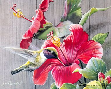 Hummingbird Red Hibiscus Watercolor Illustration Wallpaper