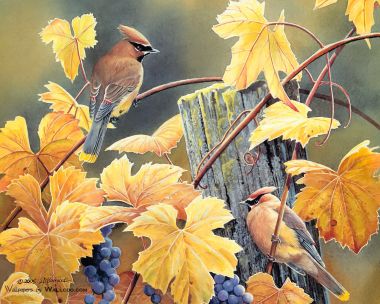 Susan Bourdet 秋日太平鸟葡萄藤水彩插画