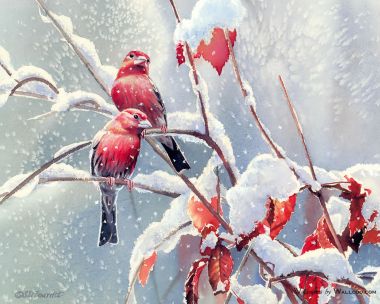 Susan Bourdet Winter Snow Branch Red Songbirds Watercolor