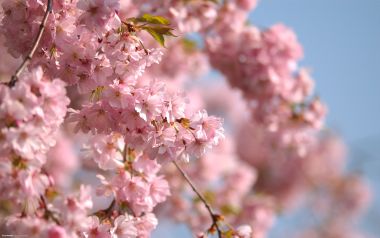 Pink Cherry Blossom Closeup Under Clear Spring Sky