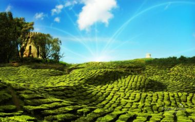 塔楼之境 晴日阳光下的梯田茶园古老石塔风光