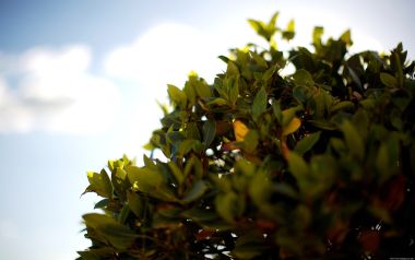 London Sunny Blue Sky Backlit Green Shrub Closeup