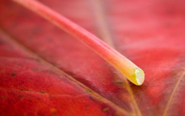 MSwanson Red Autumn Leaf Petiole Macro Closeup