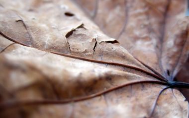 MSwanson 干枯落叶微距特写作品 Leaf 10