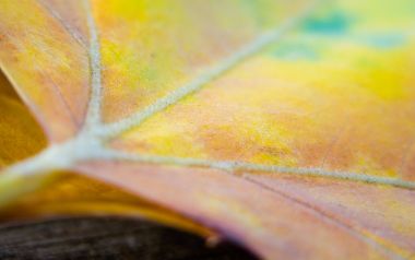 MSwanson 秋叶叶脉微距摄影作品 Leaf 16