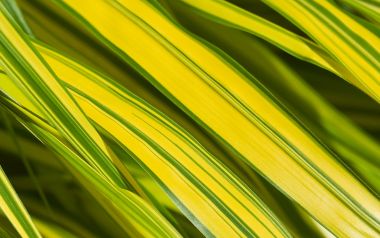 MSwanson 「Leaf」系列 黄绿条纹叶片微距特写