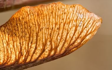 MSwanson Seed 01 透光干燥翅果微距特写摄影作品