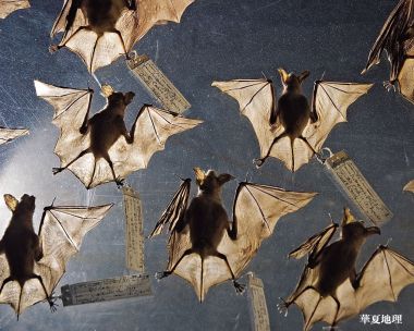国家地理馆藏蝙蝠生物标本特写
